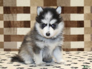 Pomsky dogs Penny - Ad 36