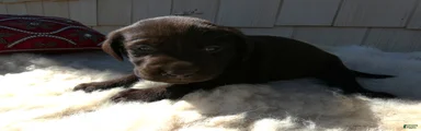 Labrador Retriever 4 Rayna