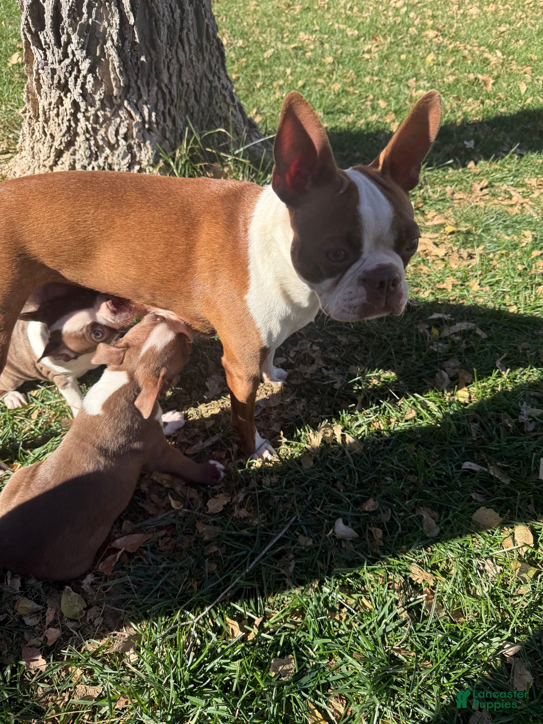 Boston Terrier dogs for sale: Boston Terrier Puppy 2 - Ad 9