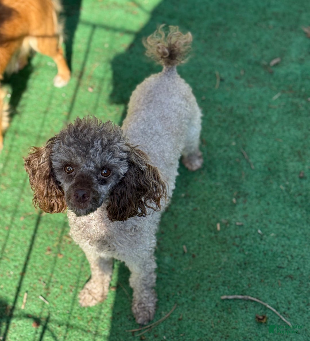 Miniature Poodle dogs for sale: KIRBY - Ad 3