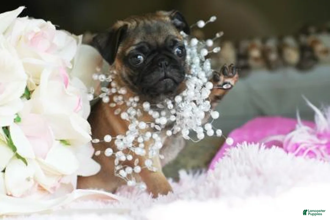 Pug dogs for sale: Pug Puppy 2 - Ad 2