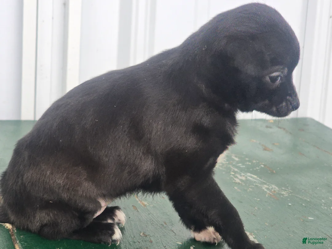 Chihuahua dogs for sale: Chihuahua Puppy 2 - Ad 2