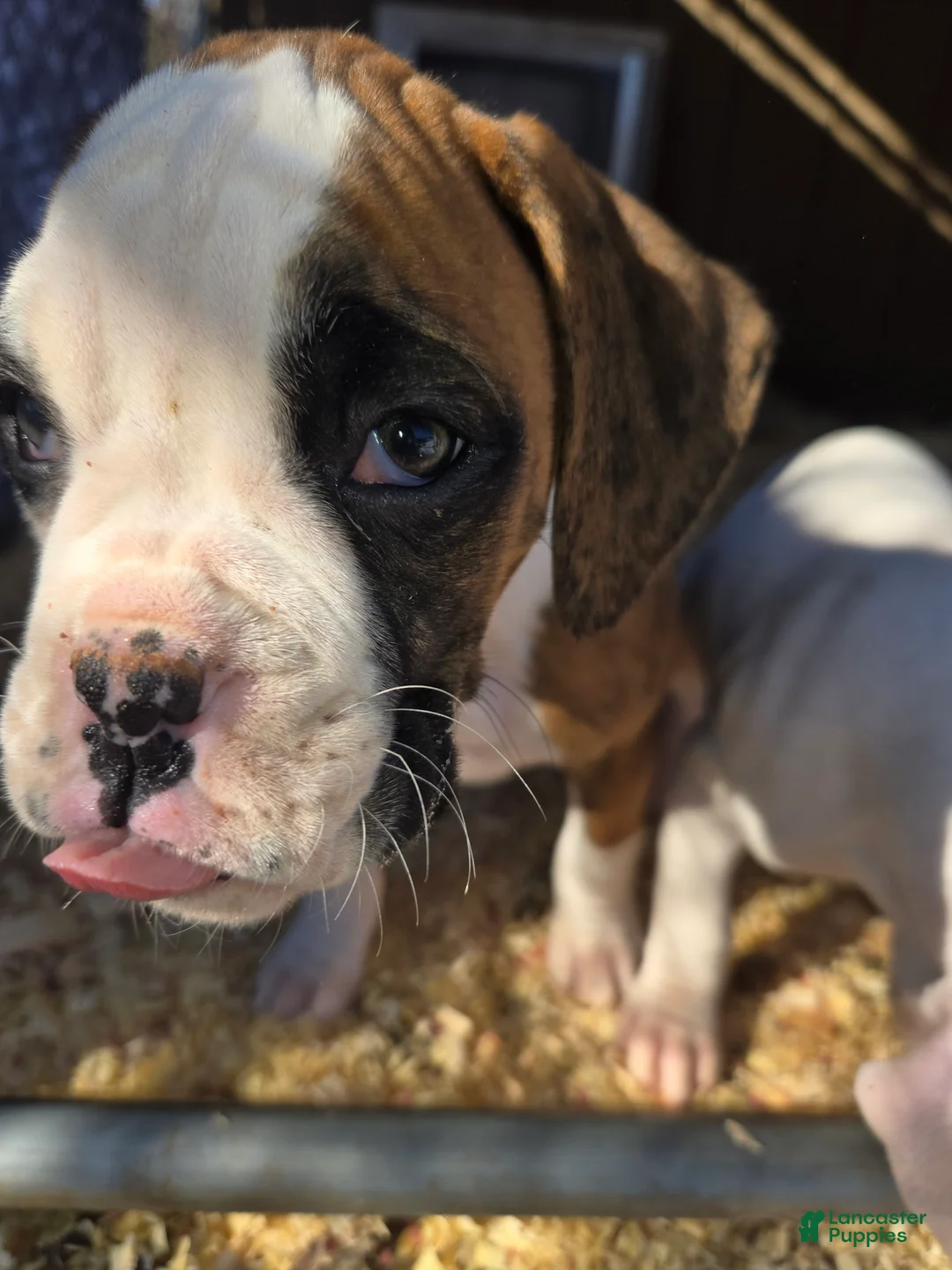 Boxer dogs for sale: Lady - Ad 17