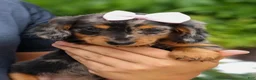 Miniature Dachshund dogs for sale:   Hailey 🎀 - Ad 20