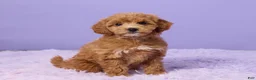 Mini Goldendoodle dogs for sale: Gracie - Ad 3