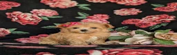 Maltipoo dogs for sale: Brylee 8 lbs Full Grown - Ad 3