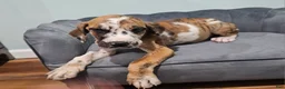 Great Dane dogs for sale: Brindlequin (Rare Coat) - Ad 5