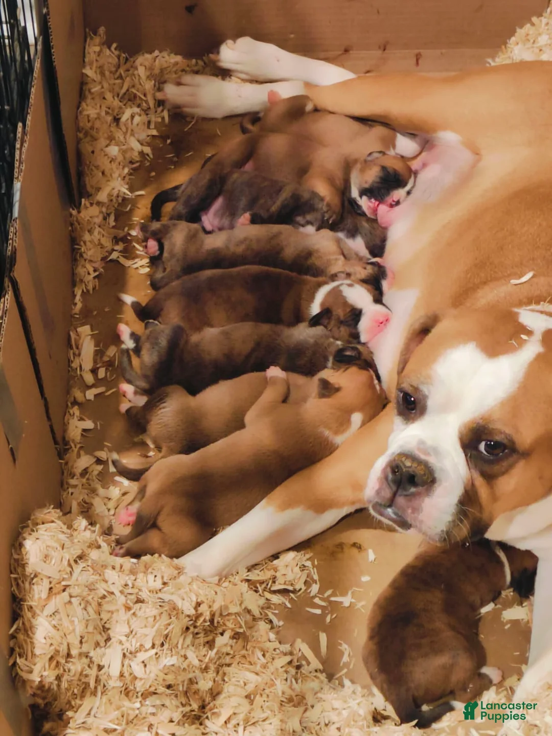 Gallery Image {{count}}