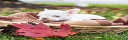 French Bulldog dogs for sale: Otis - Ad 3