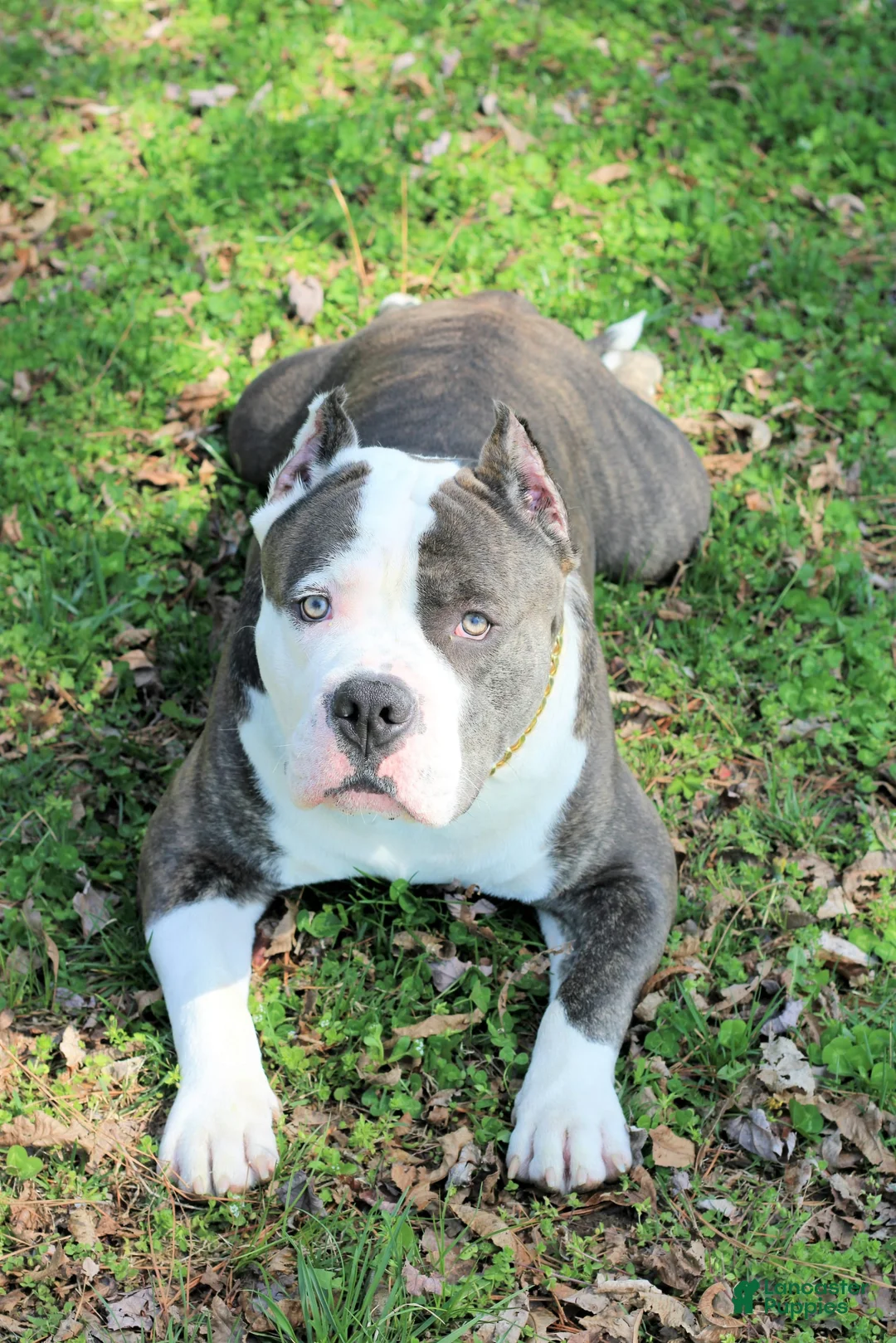 Gallery Image {{count}}