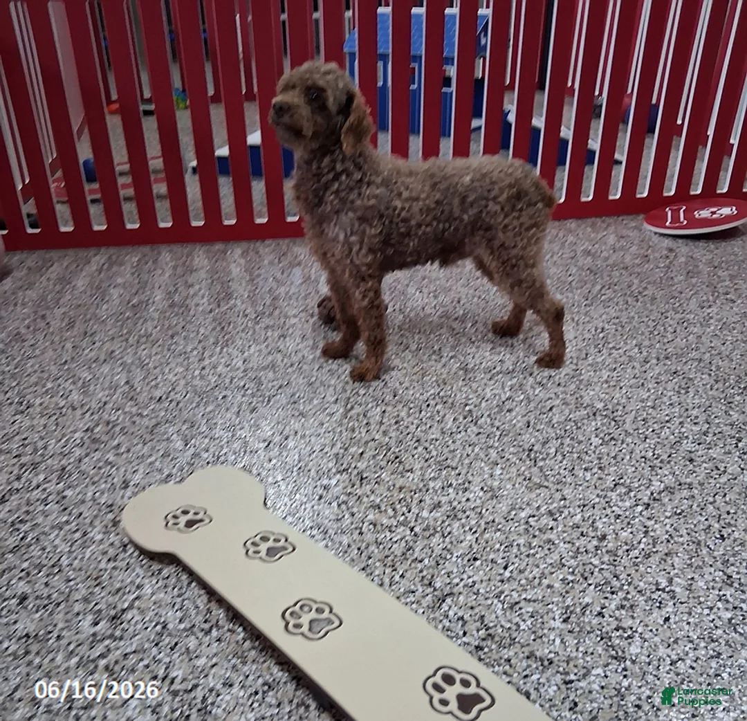 Cockapoo dogs for sale: Cotton - Ad 7