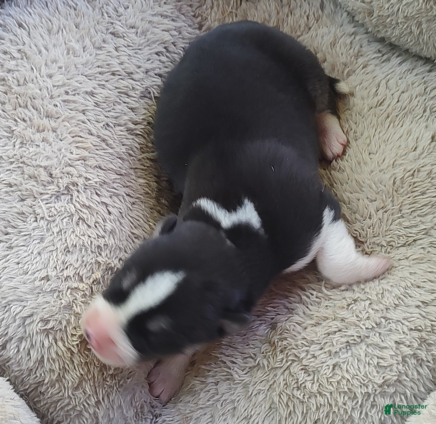 Siberian Husky dogs Sonya's Male 1 - Ad 33