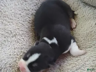 Siberian Husky dogs Sonya's Male 1 - Ad 28