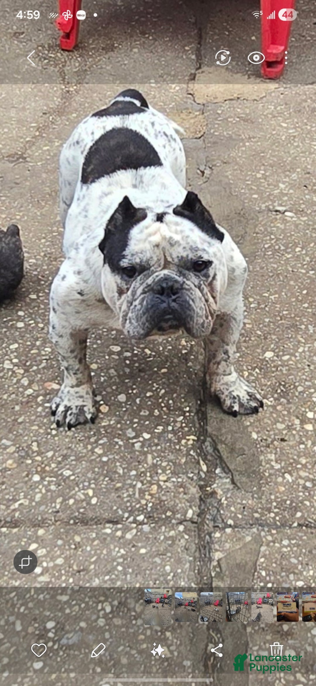 American Bully dogs for sale: Left Eye - Ad 7