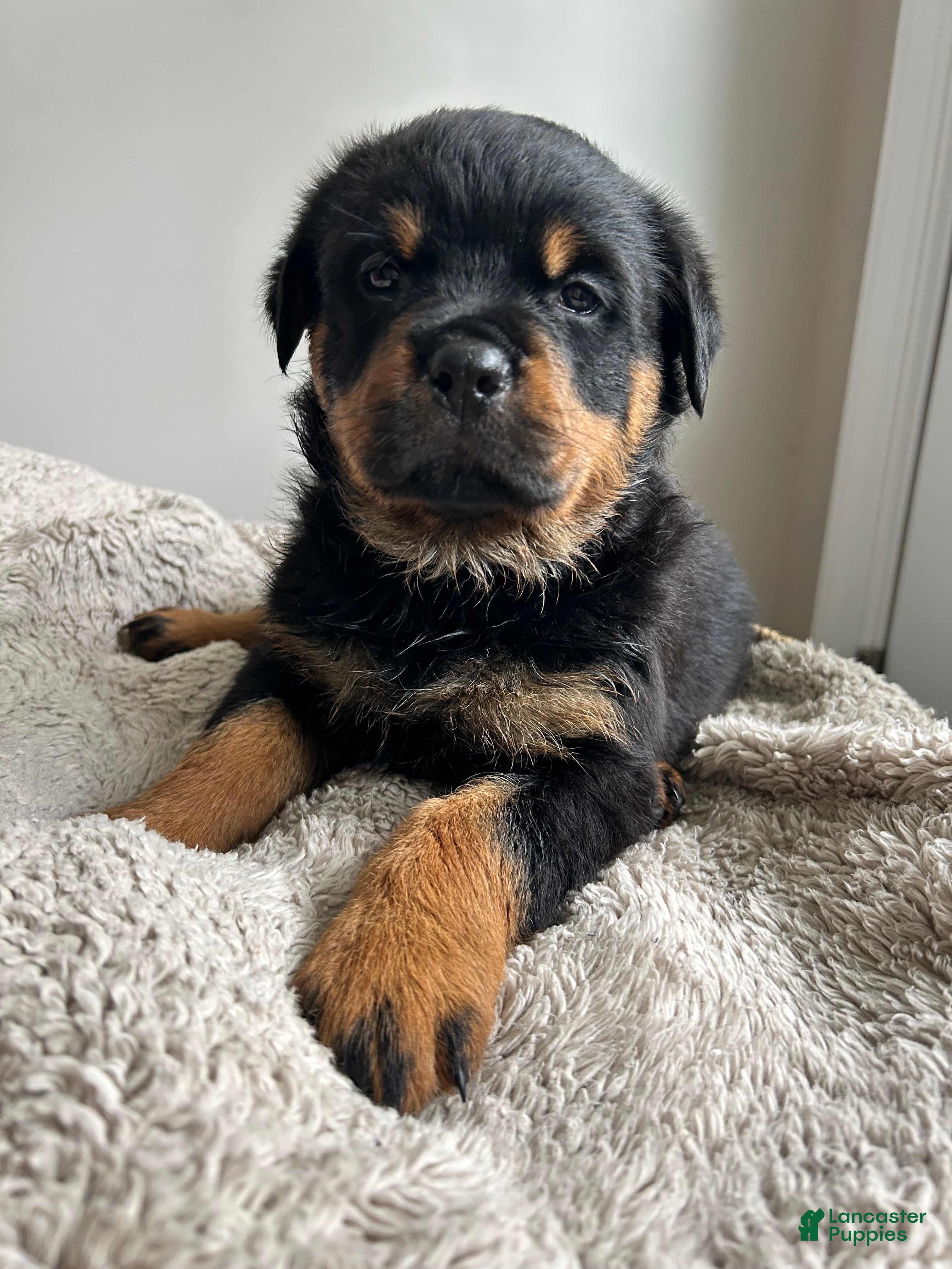 Rottweiler dogs Daisy - Ad 1