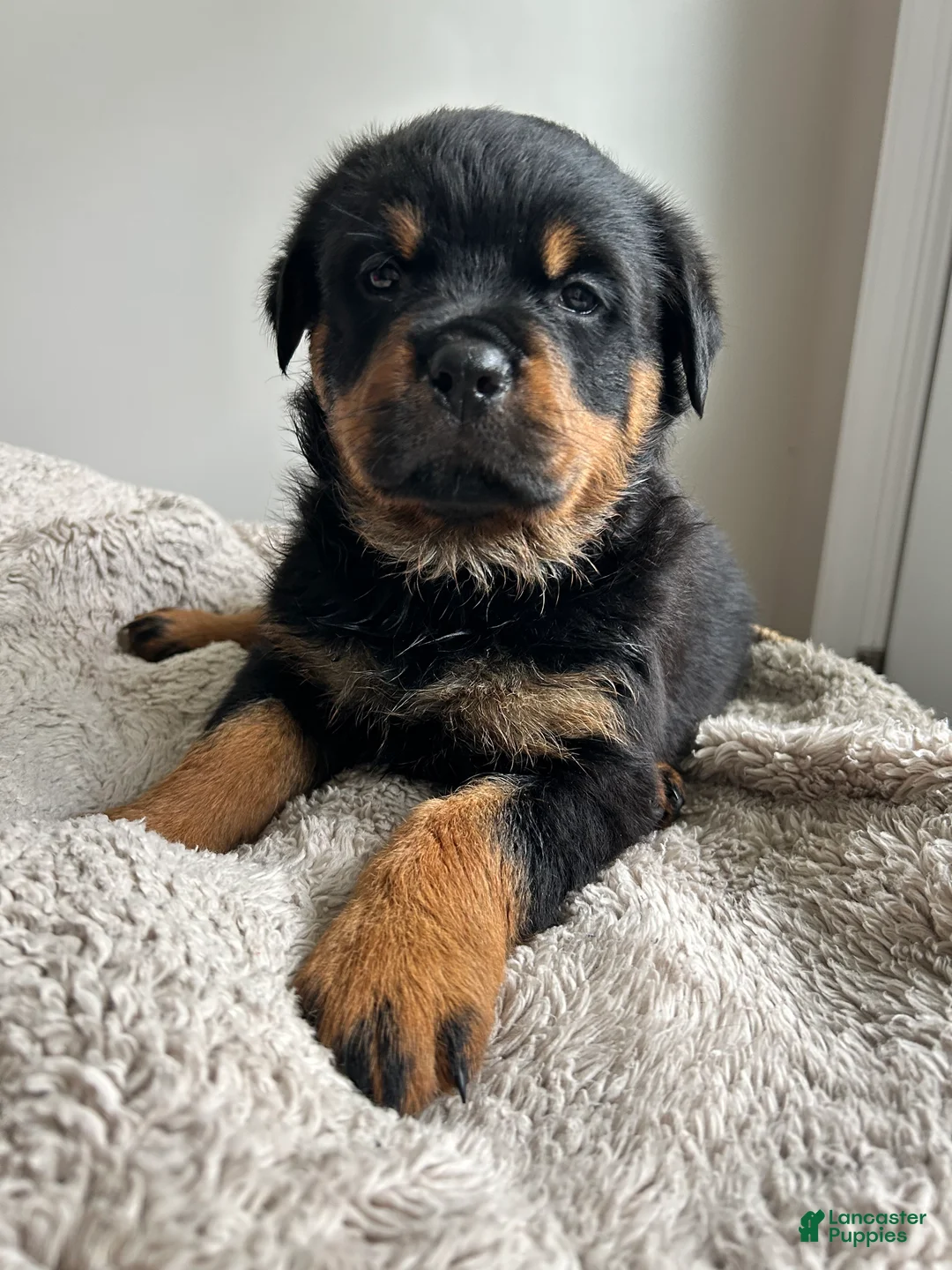 Rottweiler dogs for sale: Daisy - Ad 1