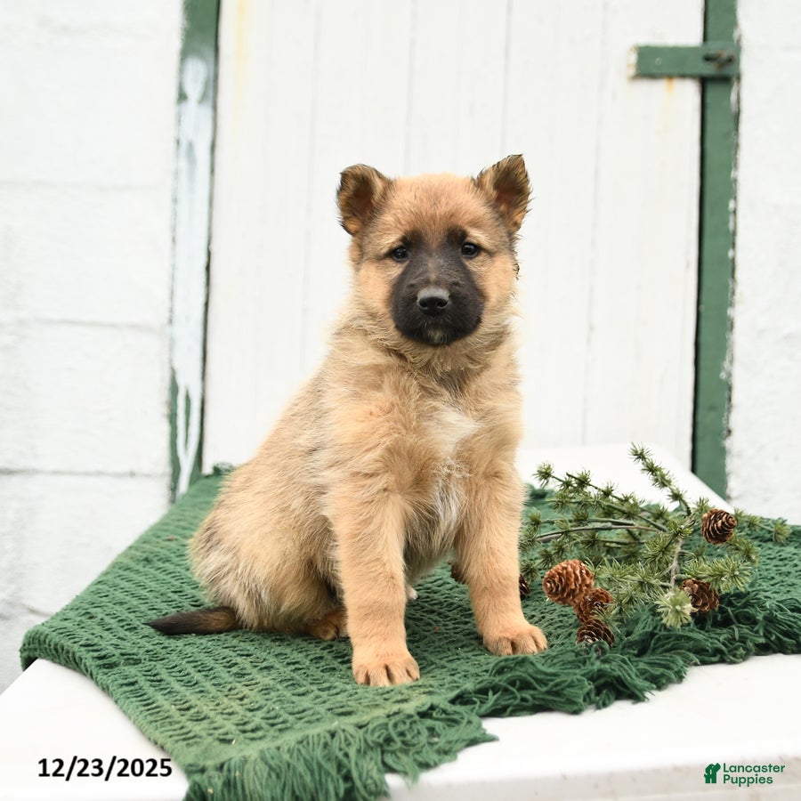 Mixed Breed dogs Blitzen - Ad 8