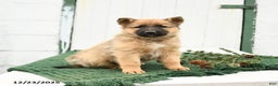 Mixed Breed dogs for sale: Blitzen - Ad 1