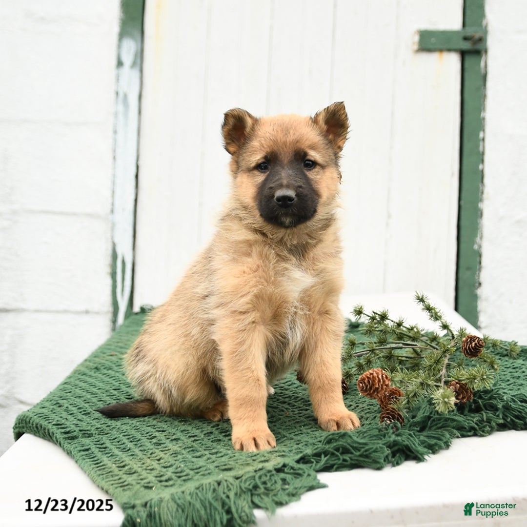Mixed Breed dogs for sale: Blitzen - Ad 1