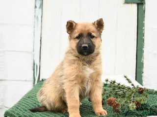 Mixed Breed dogs Blitzen - Ad 8