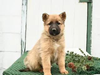 Mixed Breed dogs Blitzen - Ad 6
