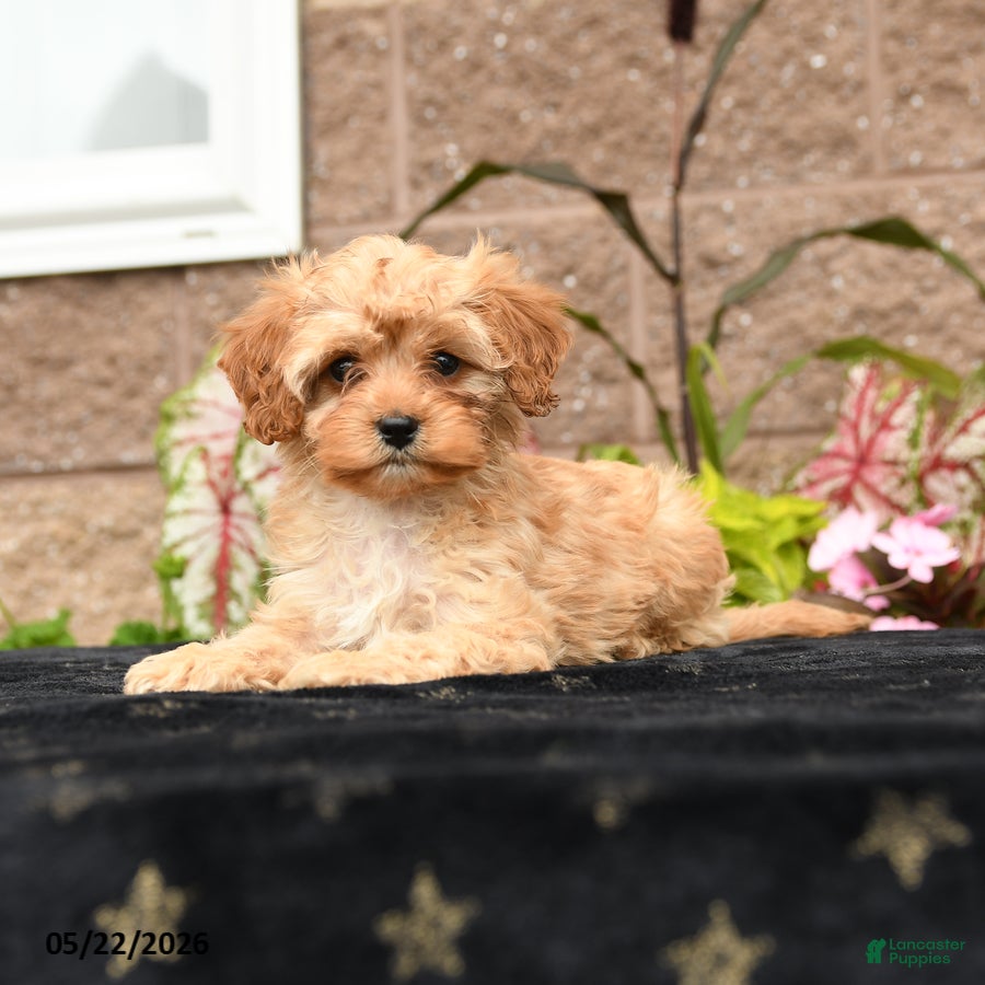 Cavapoo dogs Valentino - Ad 2