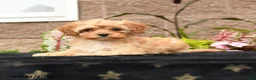 Cavapoo dogs for sale: Valentino - Ad 2