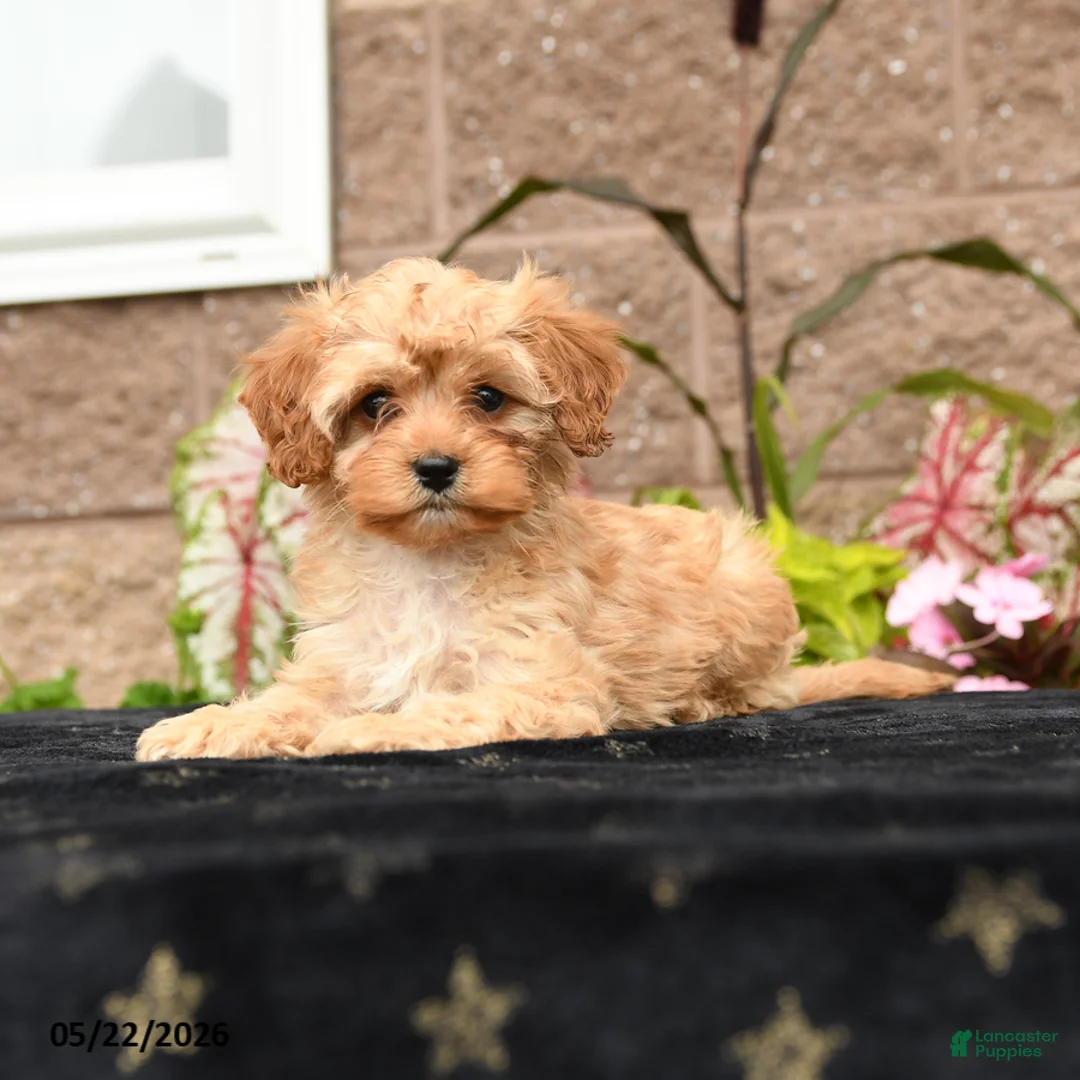 Cavapoo dogs for sale: Valentino - Ad 2