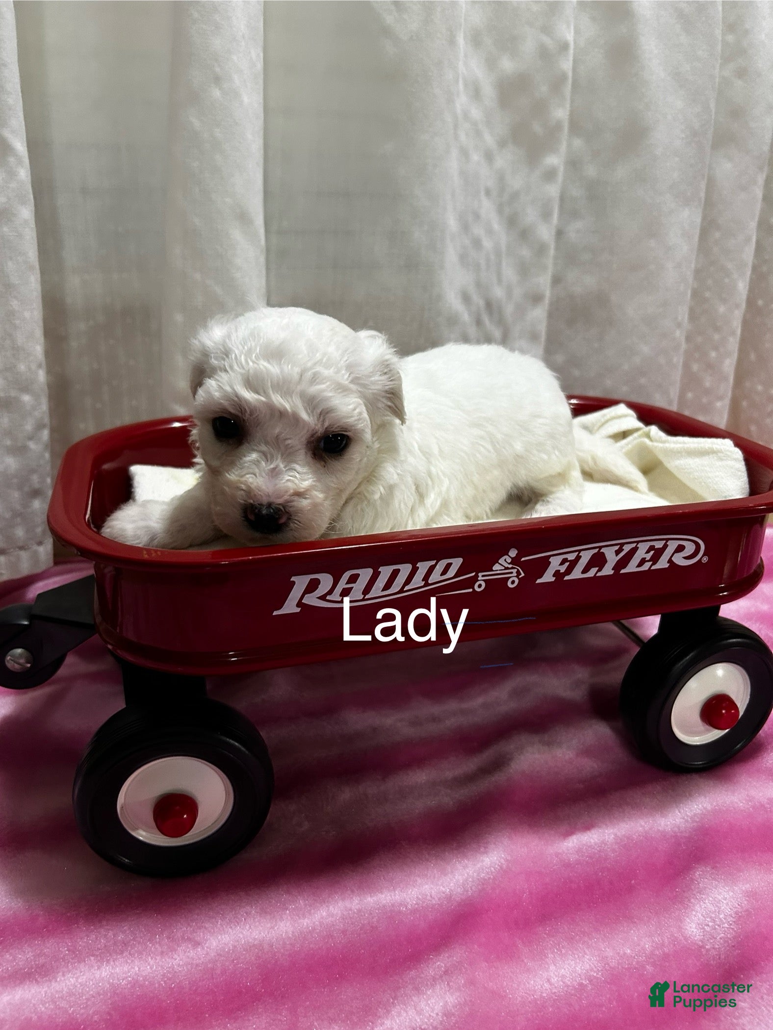 Bichon Frise dogs Bichon Frise 4 lady - Ad 23