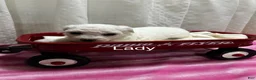 Bichon Frise dogs for sale: Bichon Frise 4 lady - Ad 1