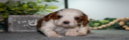 Cavapoo dogs for sale: Jake - Ad 2