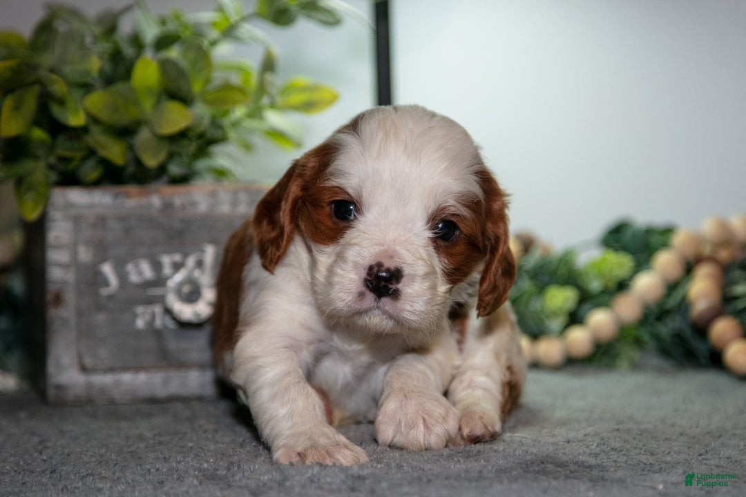 Cavapoo dogs for sale: Jake - Ad 2