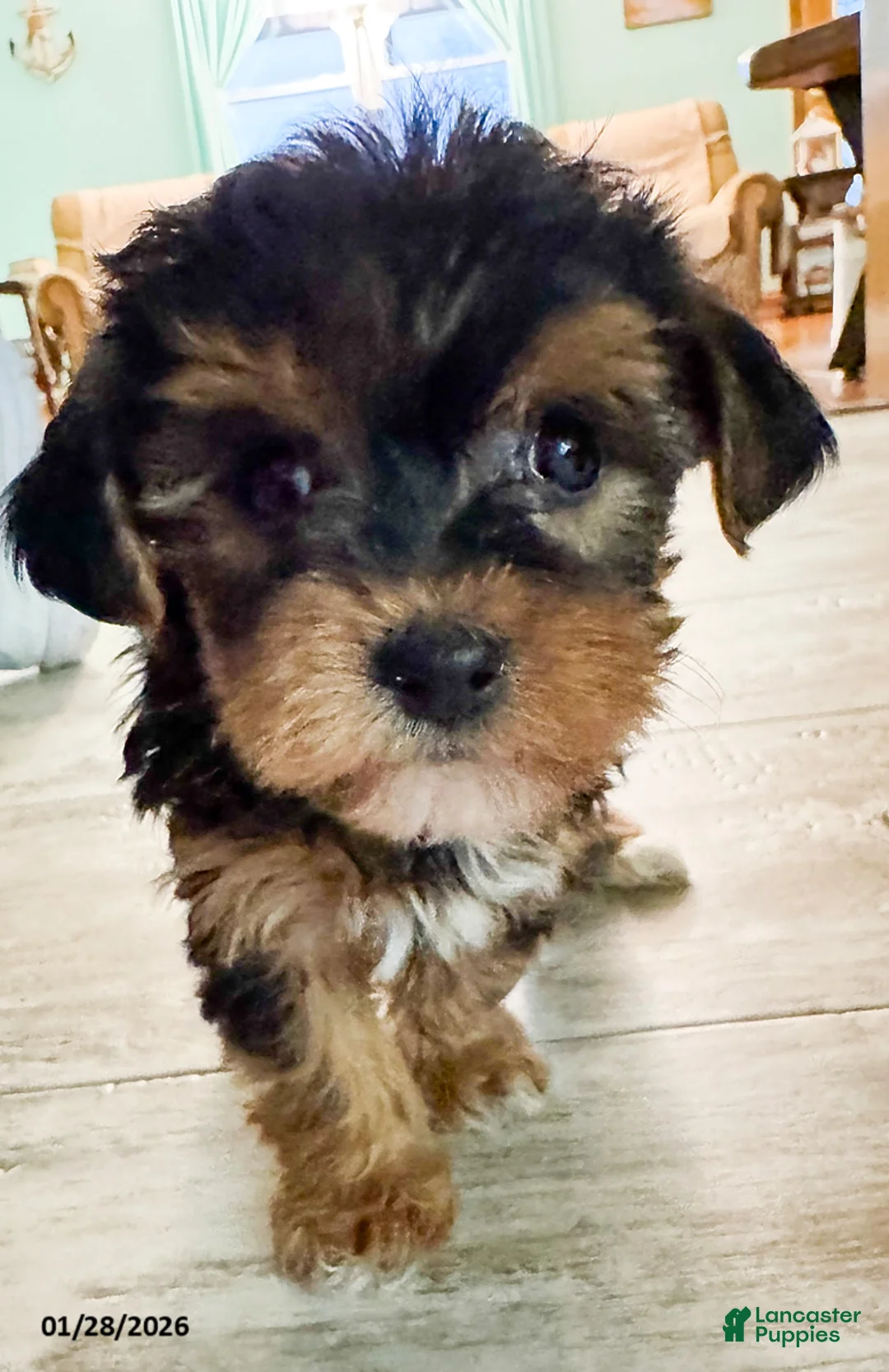Yorkiepoo dogs for sale: Ringo - Ad 5