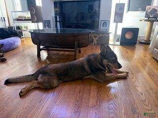 Mixed Breed dogs Mixed Breed Puppy 2 - Ad 29