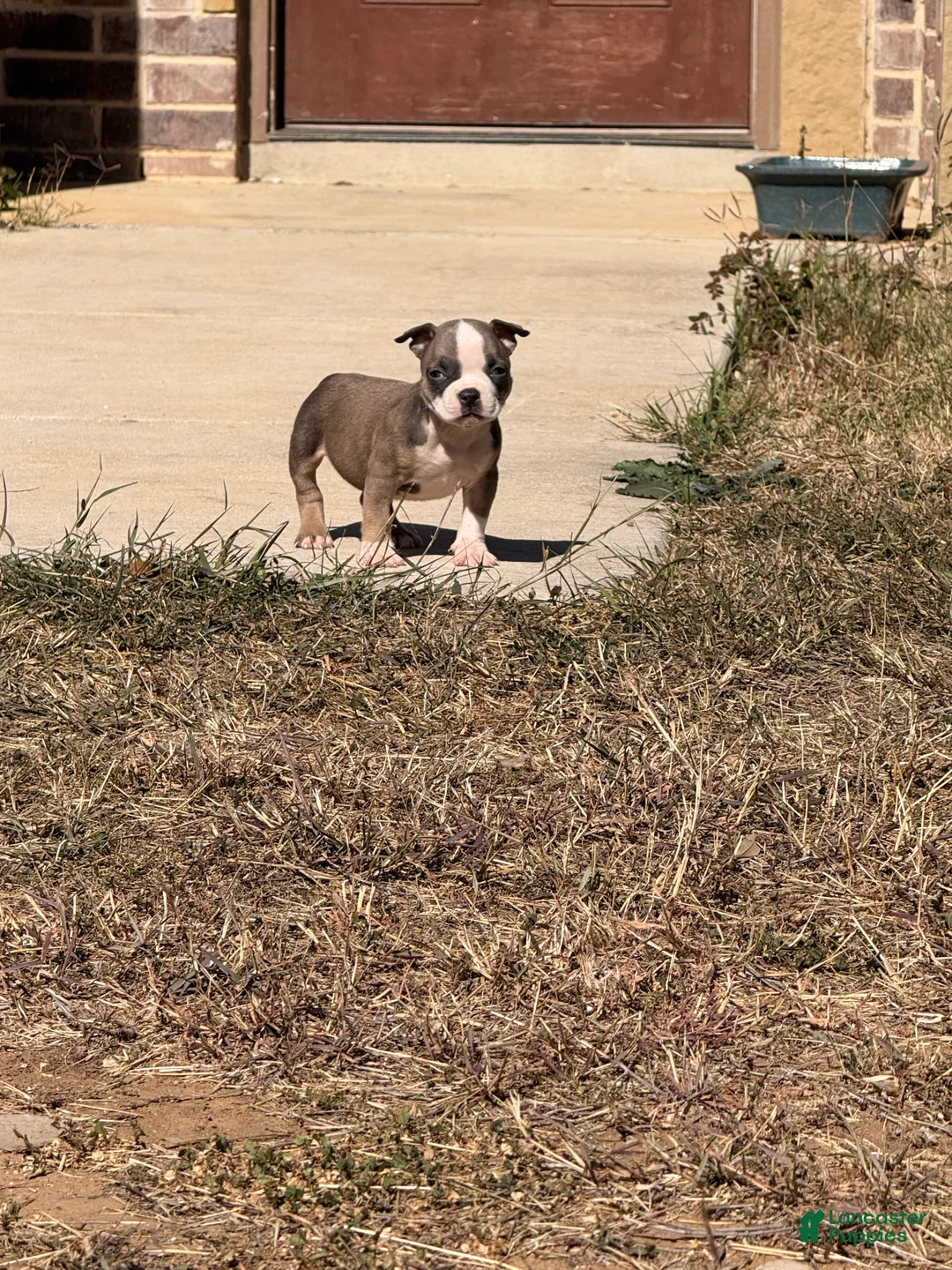 American Bully dogs for sale: American Bully Puppy 3 - Ad 7