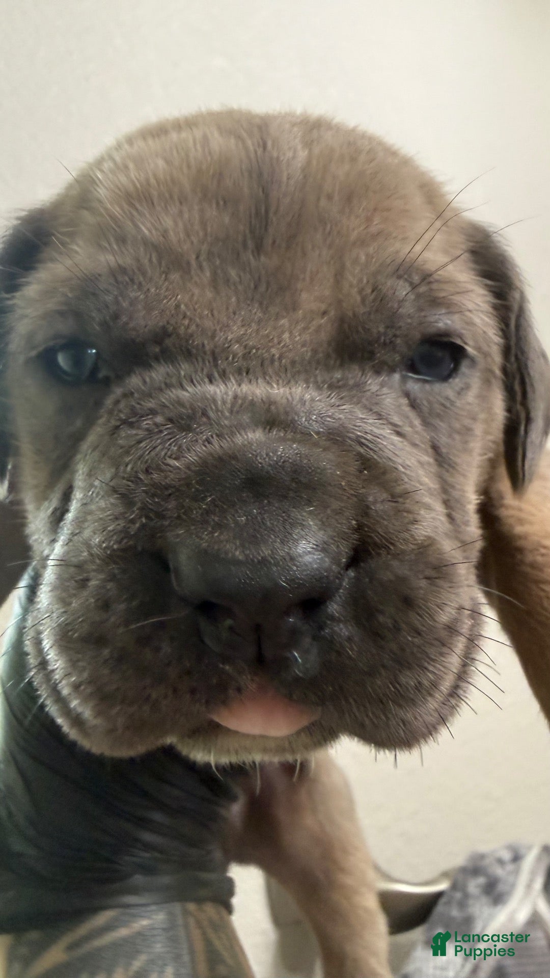 Cane Corso dogs Cane Corso 1 - Max, female formentino  - Ad 4