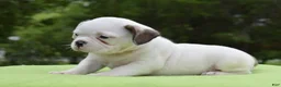 Mixed Breed dogs for sale: Milo f1b Frenchton hybrid  - Ad 25