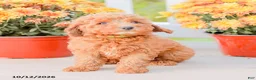 Miniature Poodle dogs for sale: Bambi - Ad 11