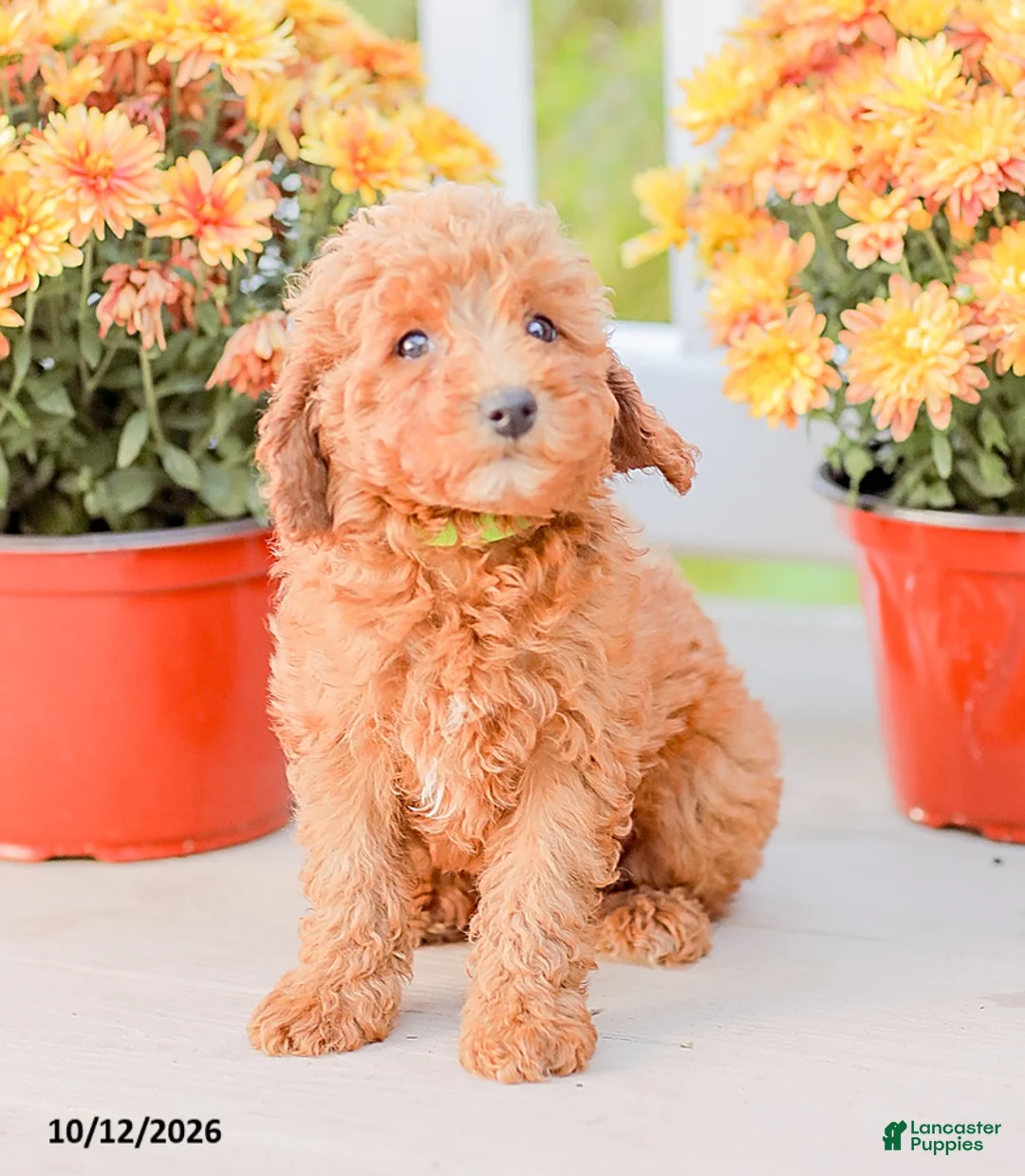 Miniature Poodle dogs for sale: Bambi - Ad 11