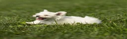 Maltese dogs for sale: Lincoln Maltese Puppy - Ad 5