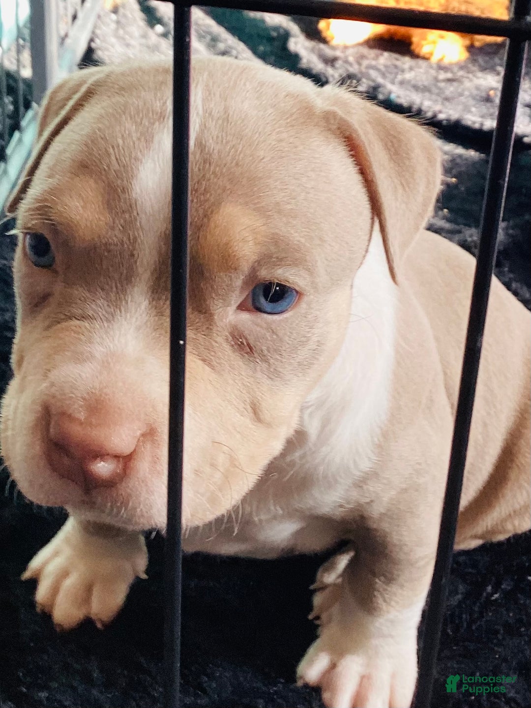 Gallery Image {{count}}