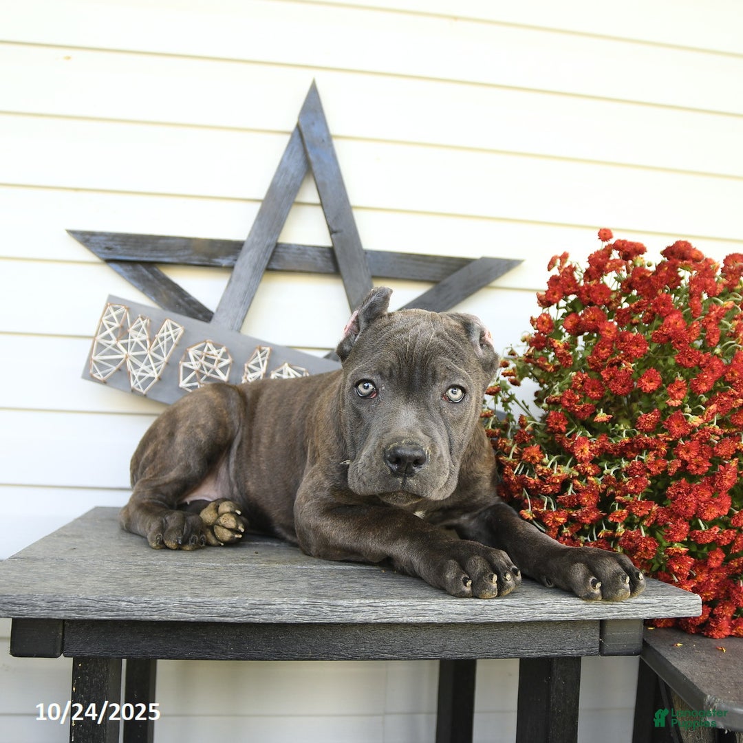 Cane Corso dogs for sale: Rosie - Ad 8