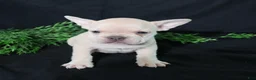 French Bulldog dogs for sale: Lenny - Ad 3