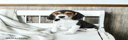 Beagle dogs for sale: Bandit - Ad 2