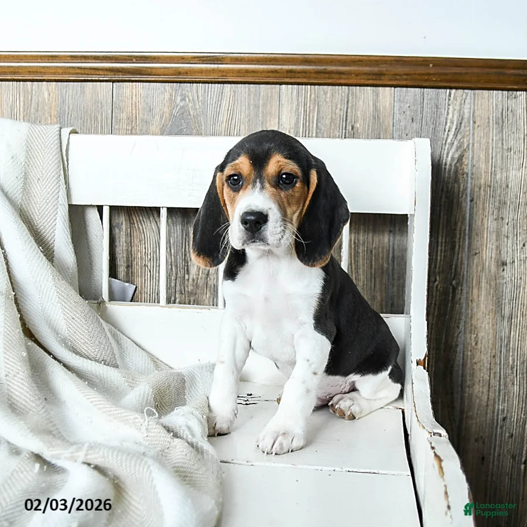 Beagle dogs for sale: Bandit - Ad 2