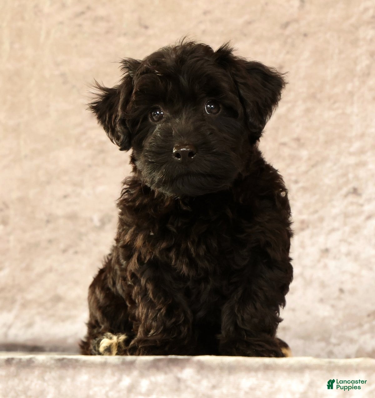 Yorkiepoo dogs Lainey - Ad 1