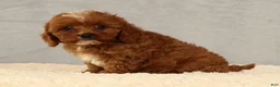 Cavapoo dogs for sale: Lana - Ad 7