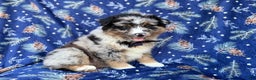 Miniature Australian Shepherd dogs for sale: Taco - Ad 9