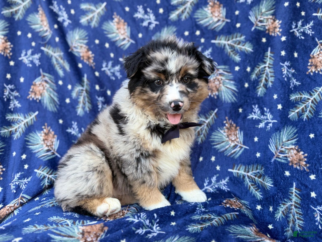Miniature Australian Shepherd dogs for sale: Taco - Ad 9