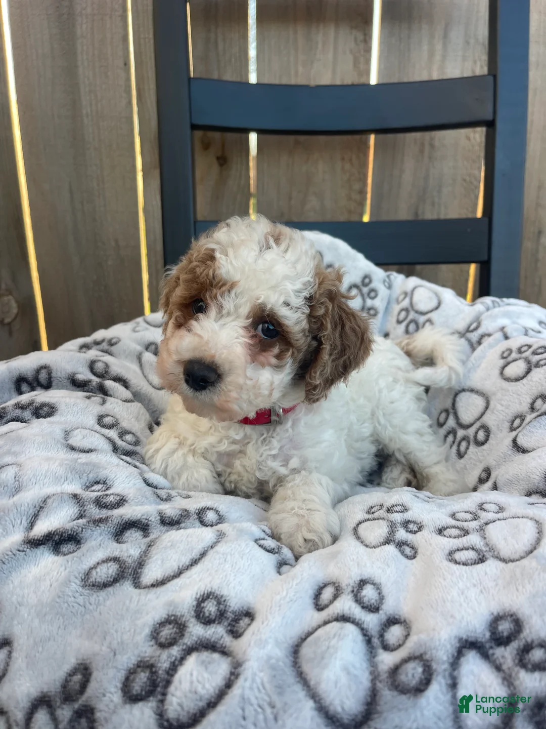 Mini Goldendoodle dogs for sale: Buddy (mini goldendoodle) - Ad 9